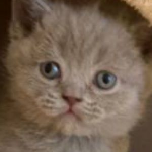 Meet your Posher, Cole